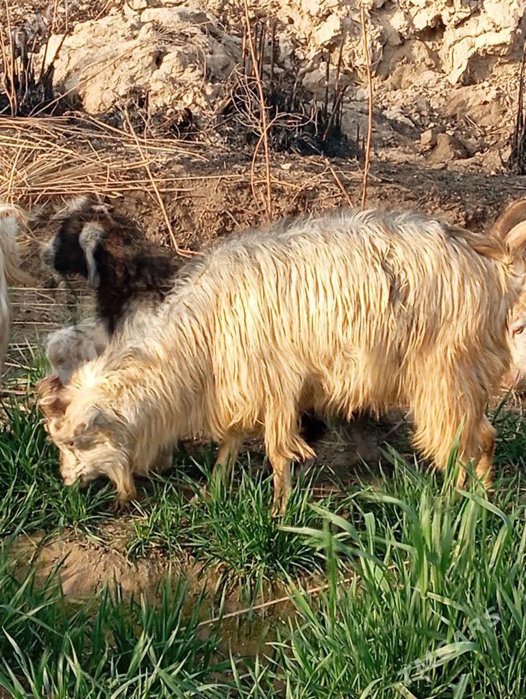 boğaz geçi - Dänew - img 1