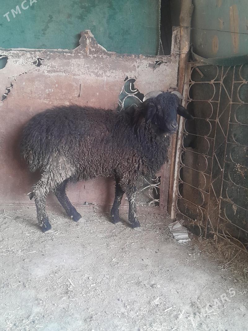 кочкар - Türkmenabat - img 1