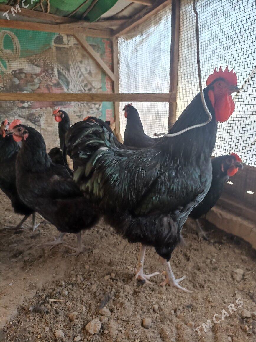 jerski. gigant жерски гигант - Mary - img 1