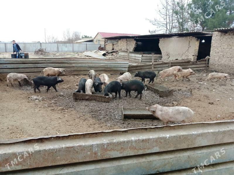 donuz - Мары - img 1