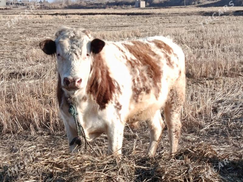 Simental gyzyl ala - Görogly (Tagta) - img 1