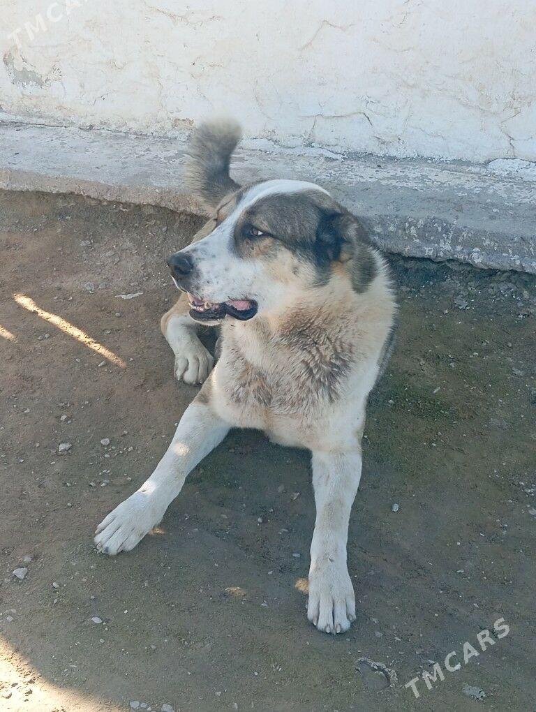 gaplan - Jebel - img 1