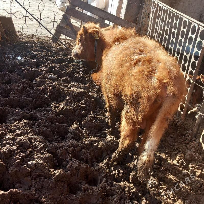 òkùzçe. - Ak bugdaý etraby - img 1