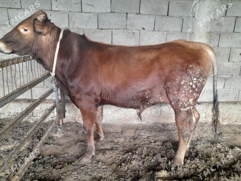 ökuz - Änew - img 1