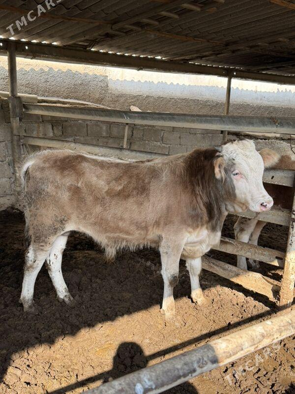 Şiwes ökizce - Aşgabat - img 1