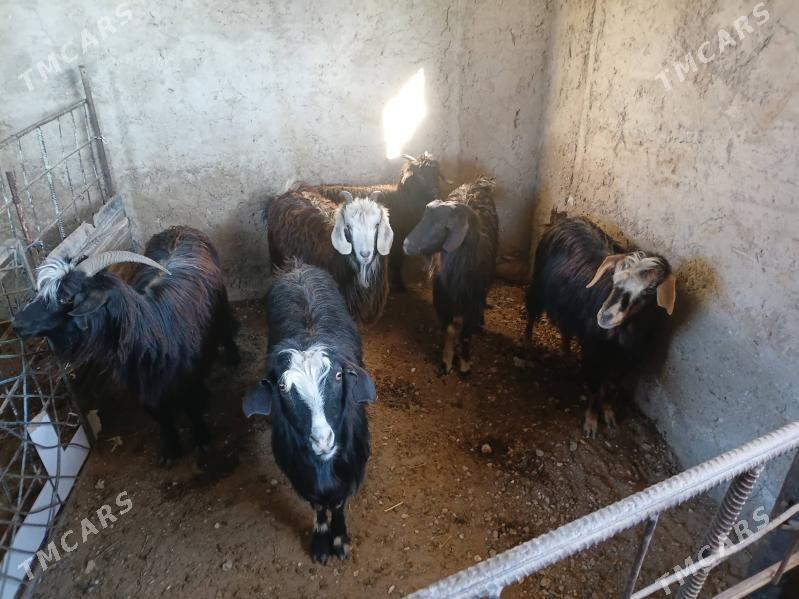 Geci - Балканабат - img 1