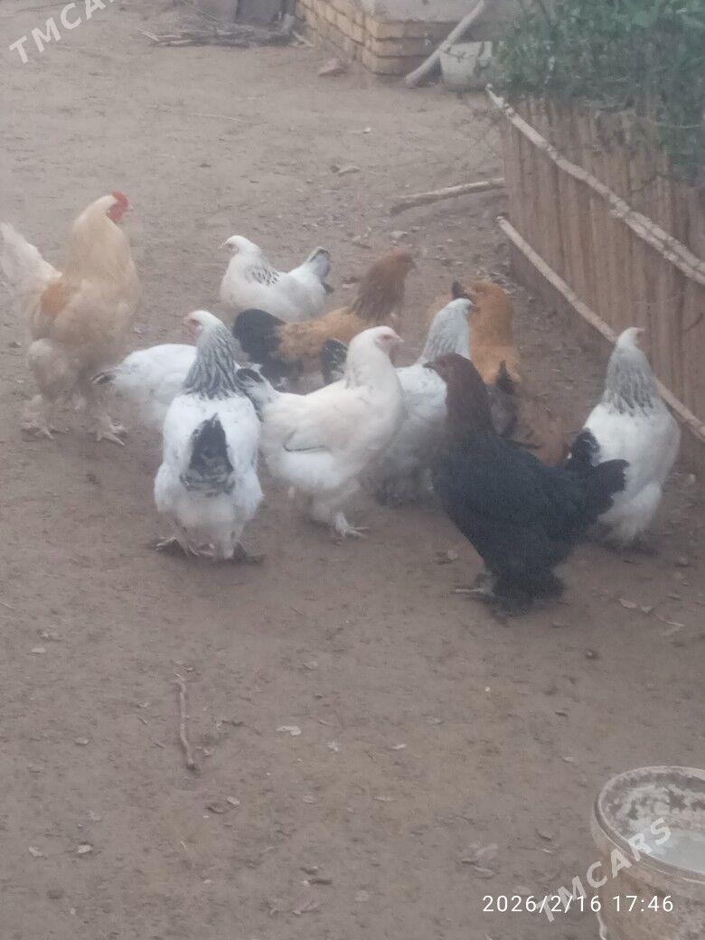 BRAHMA TOWUKLAR - Губадаг - img 1