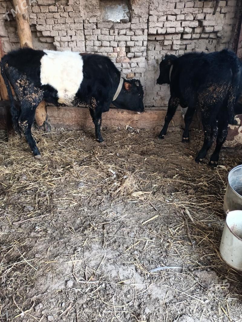 öküzler - Чарджоу - img 1