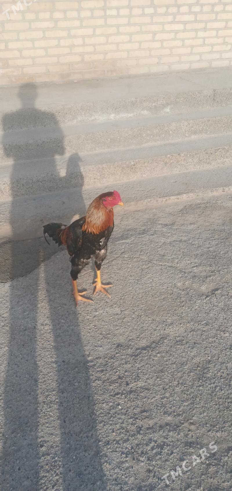 Paroda horaz - Векильбазар - img 1