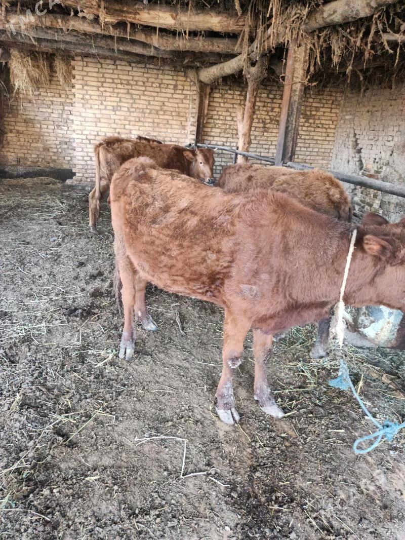 unajinlar - Чарджоу - img 1