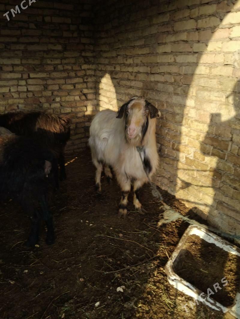 teke - Çärjew - img 1