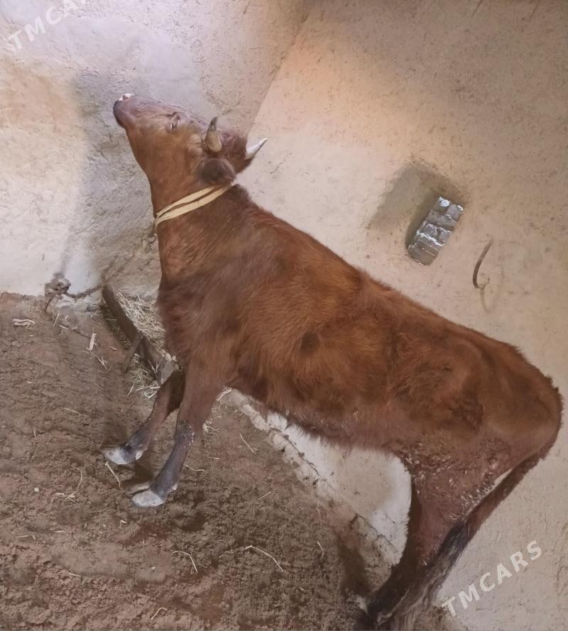 Gaçar - Гороглы (Тагта) - img 1