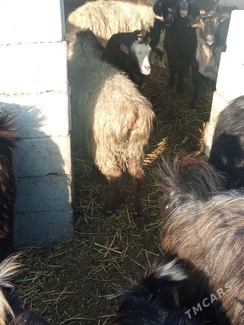 tokly - Bäherden - img 1