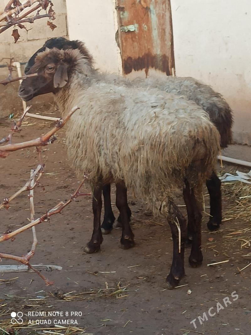 Ene goyun - Tejen - img 1