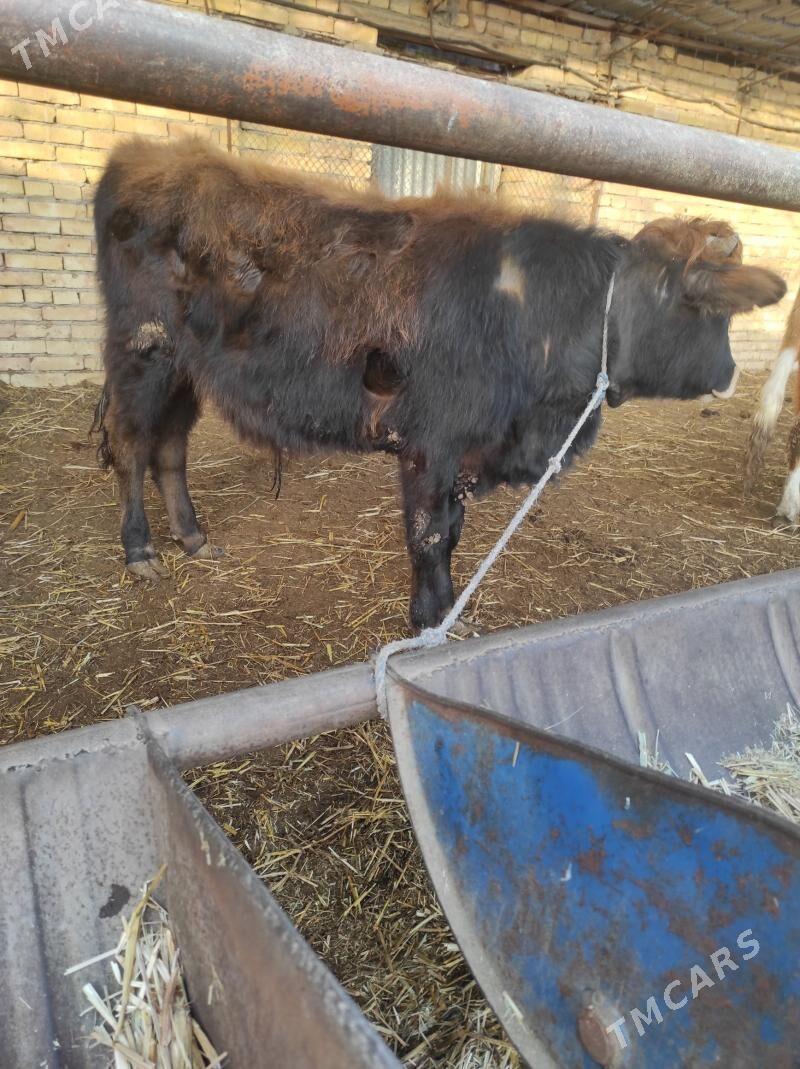 okuzler - Çärjew - img 1