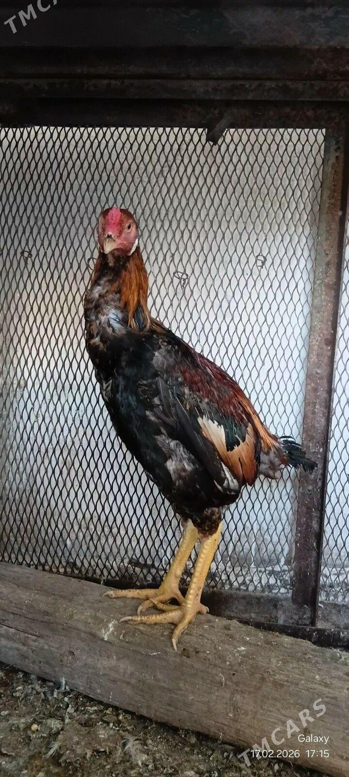 Baýes jüýje - Кака - img 1