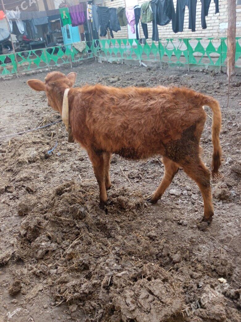 unajyn - Туркменабат - img 1