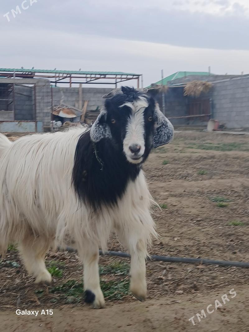 Satlyk çewişler - Gökdepe - img 1