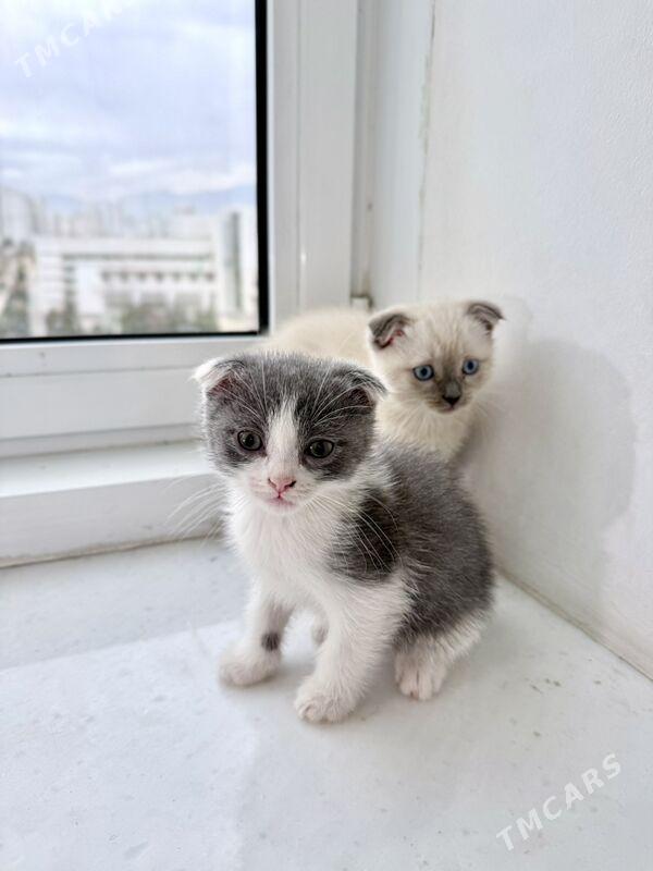 Şatlanski pişik 󠁧󠁢󠁳󠁣󠁴󠁿 - Aşgabat - img 1