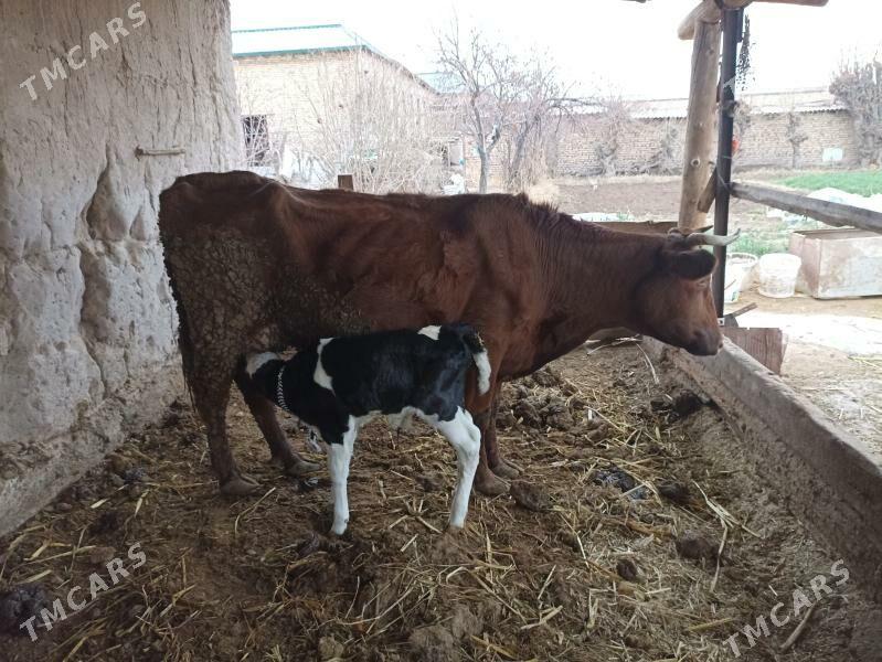 saglyk sygyr - Сакар - img 1