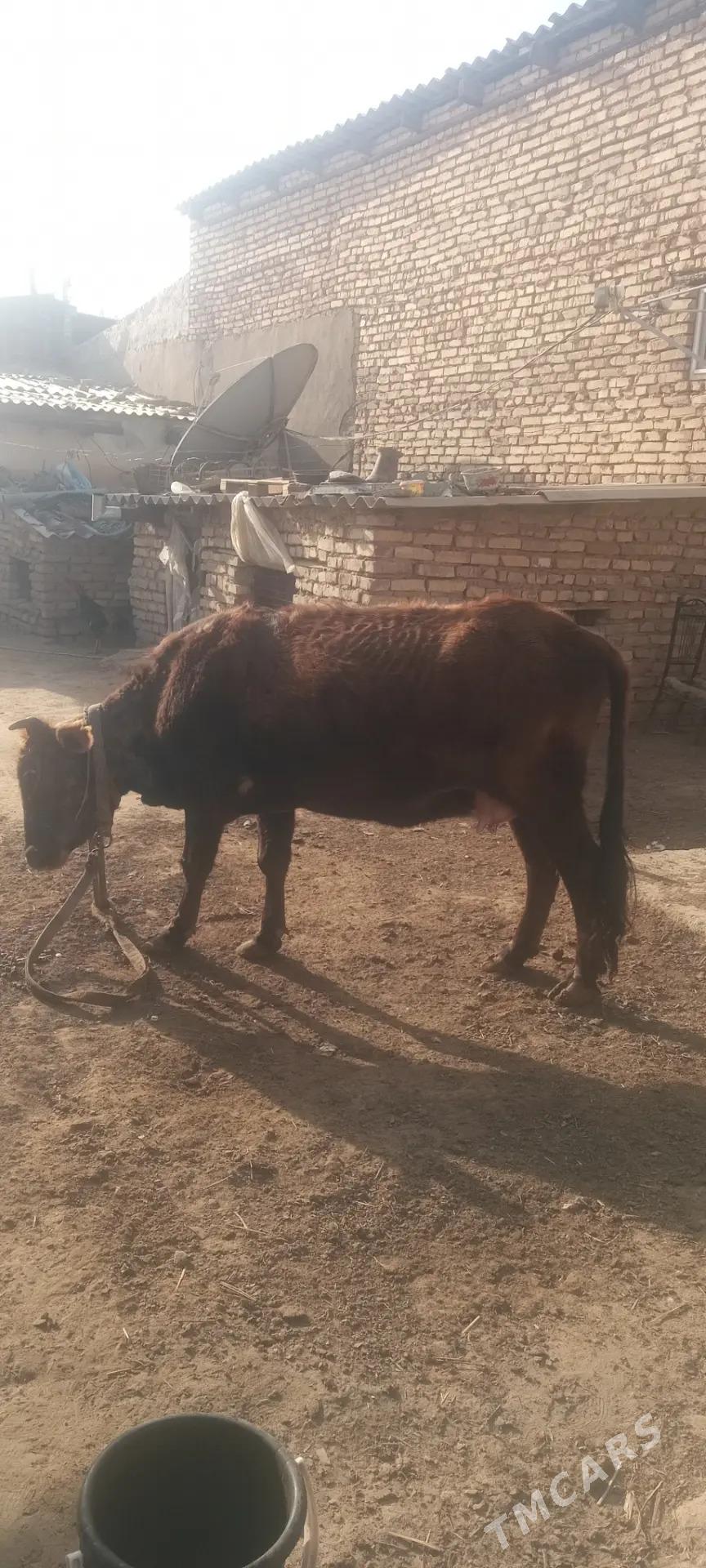 gysyr sygyr - Мары - img 1