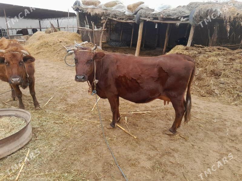 saglyk sygyr - Сакар - img 1