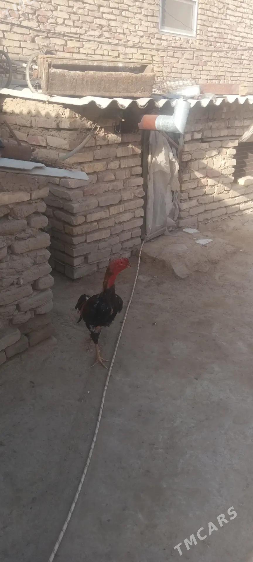 paroda horaz - Мары - img 1