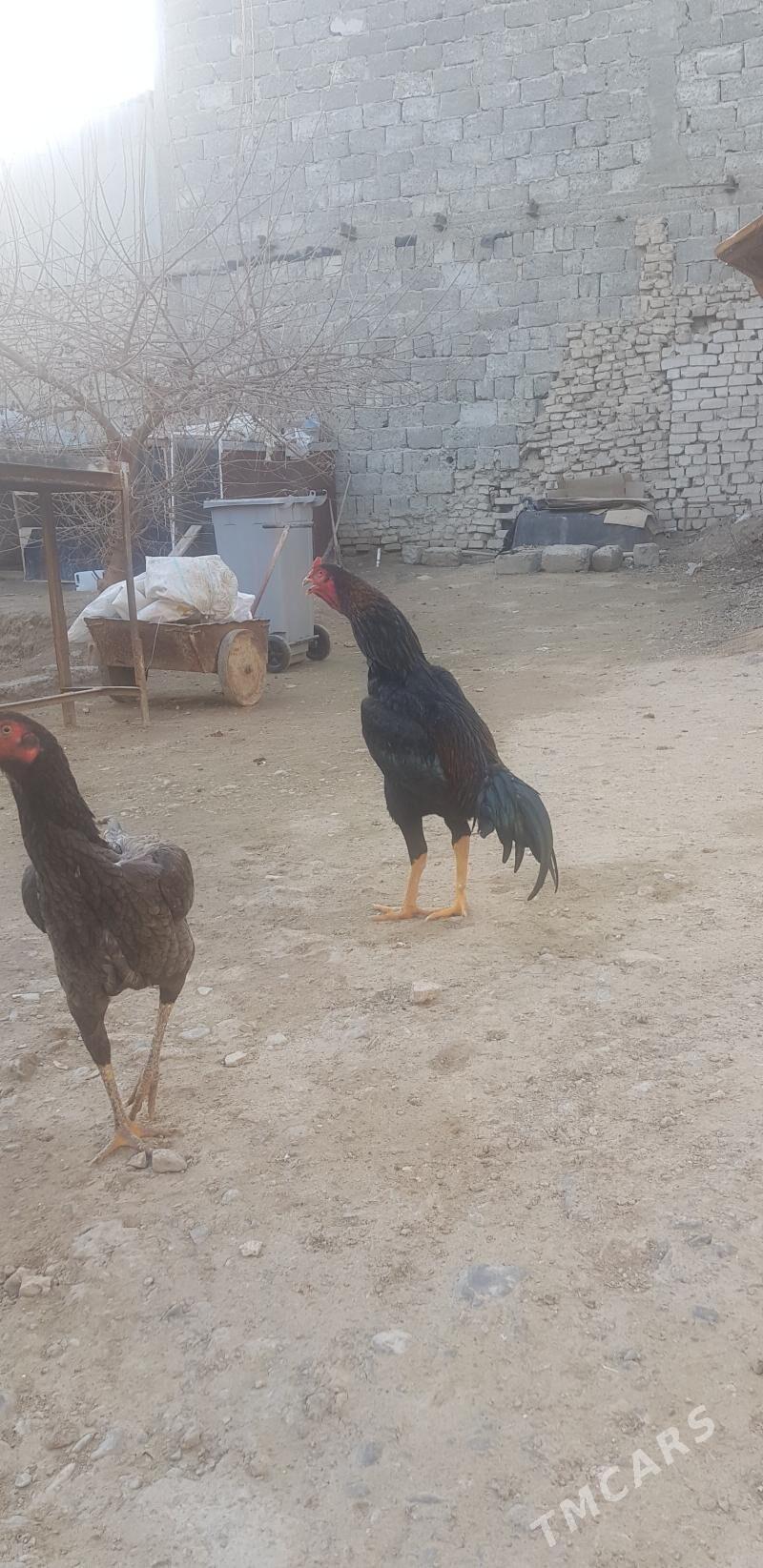 Taskent Horaz - Hitrowka - img 1