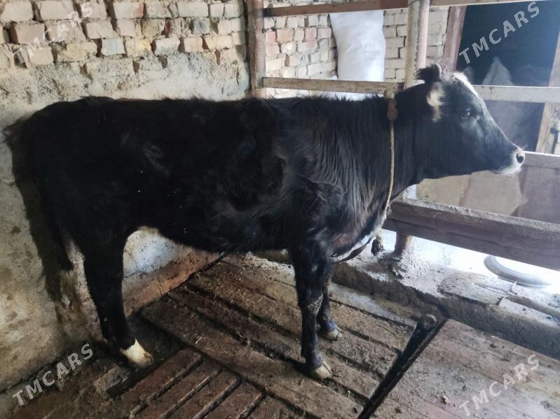 tuwe - Hitrowka - img 1