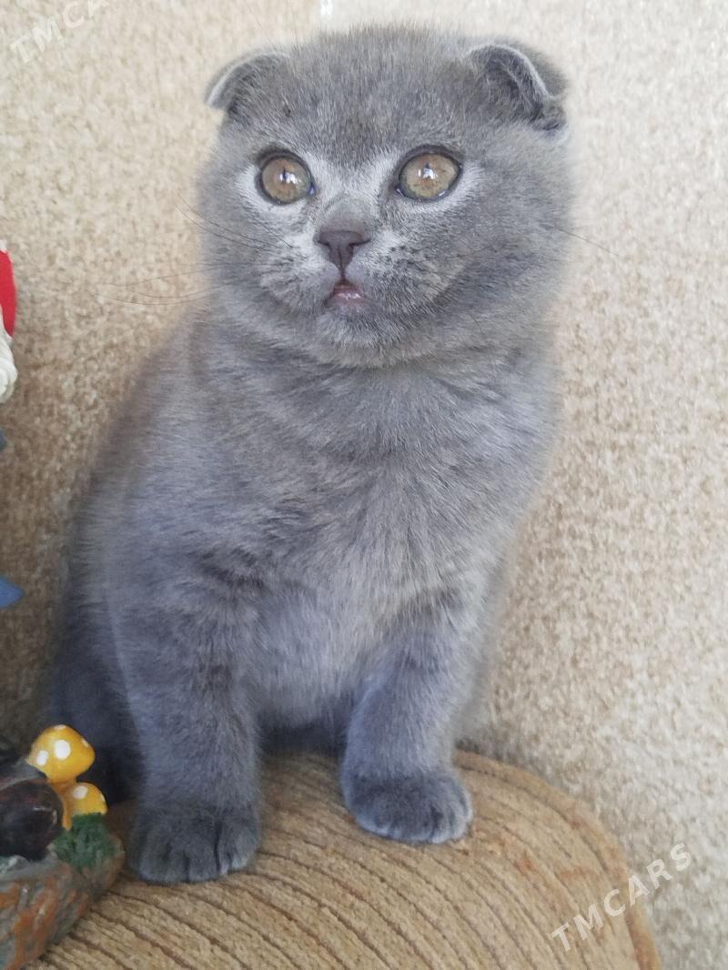 Продаю котенка - Parahat 1 - img 1