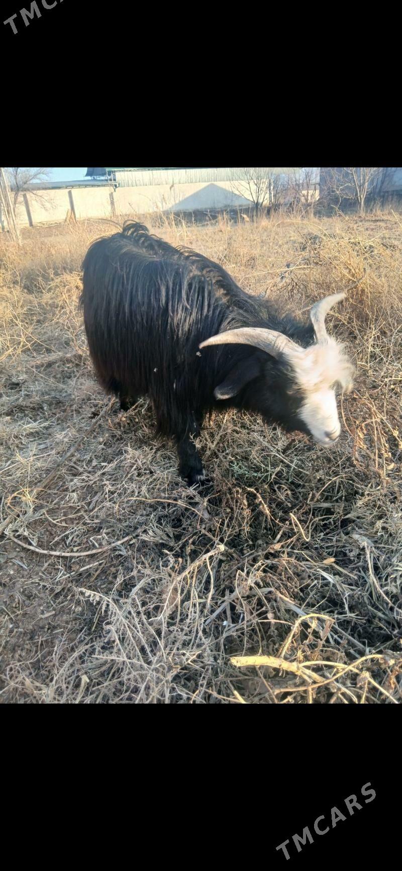 Geci - Болдумсаз - img 1