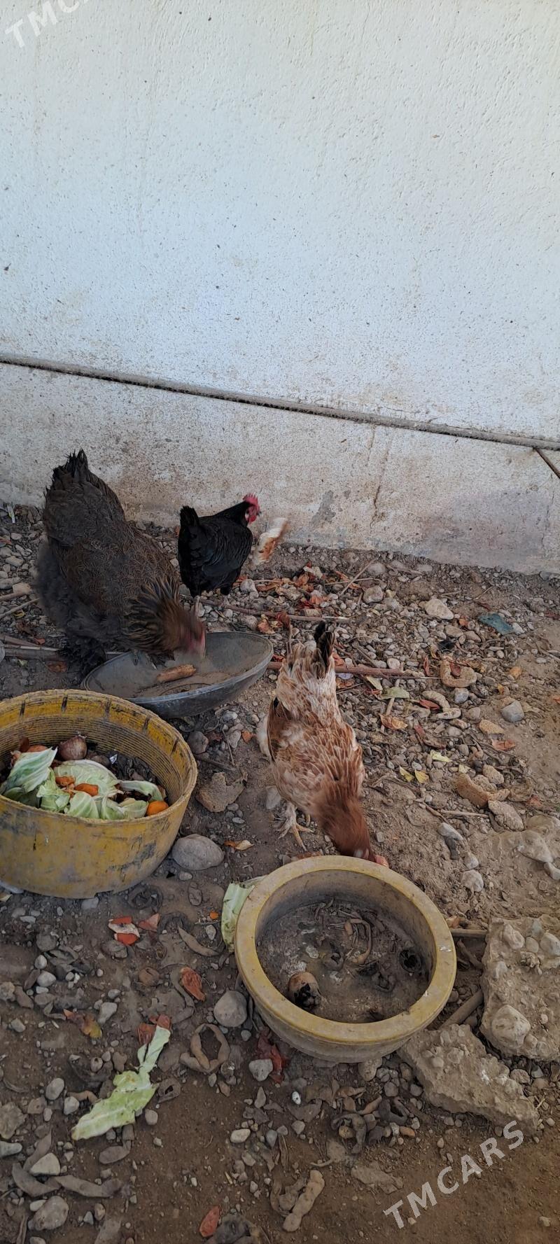 TOWUK - Balkanabat - img 1