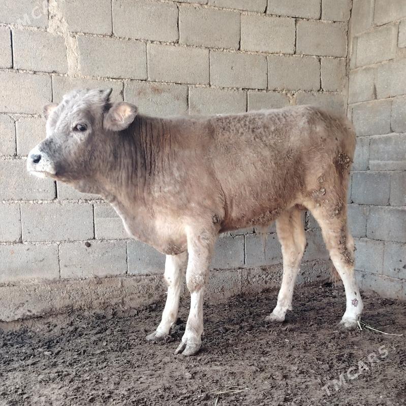 Öküz - Gökdepe - img 1