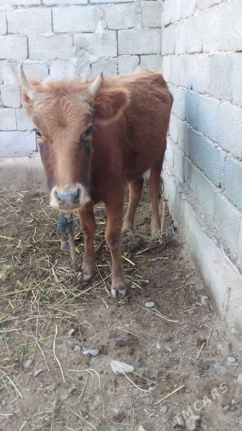 tüwe - Tejen - img 1