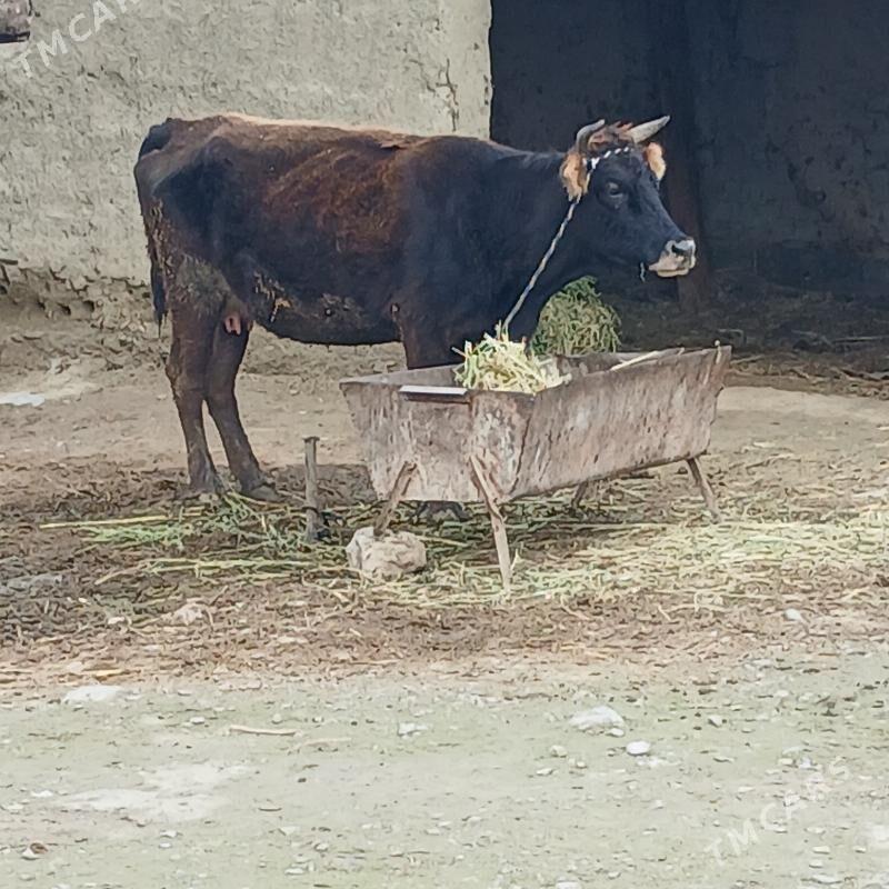 GÒLELI SYGYR - Bäherden - img 1