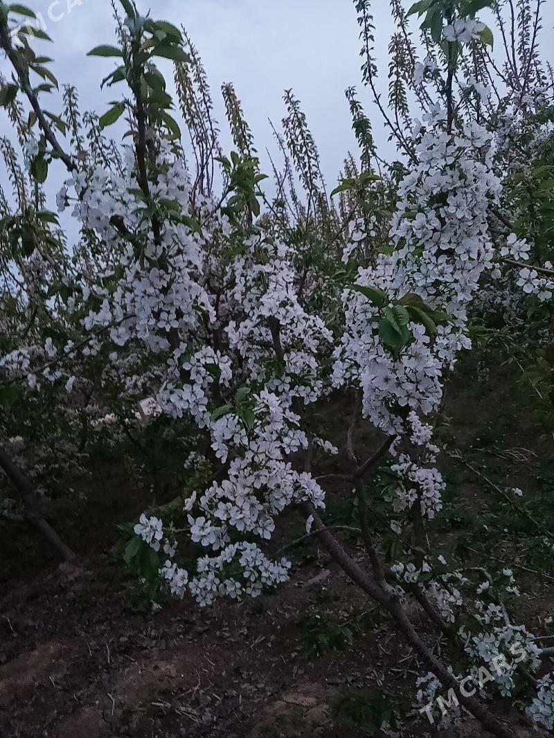 glas - Şabat etr. - img 1