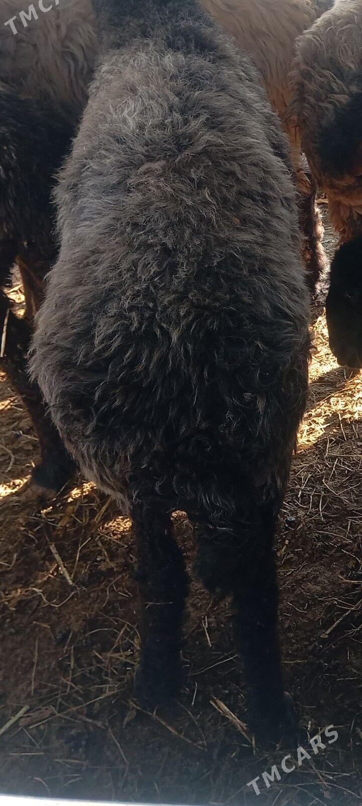 goyun - Çoganly - img 1