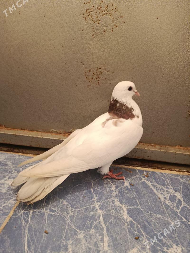 Kepderi - Теджен - img 1