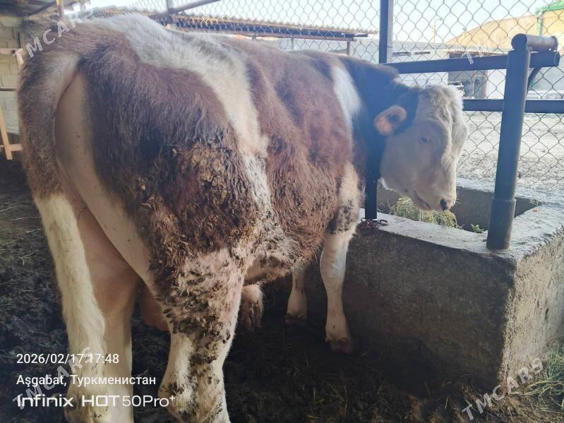 simental smental okuz - Гёкдепе - img 1