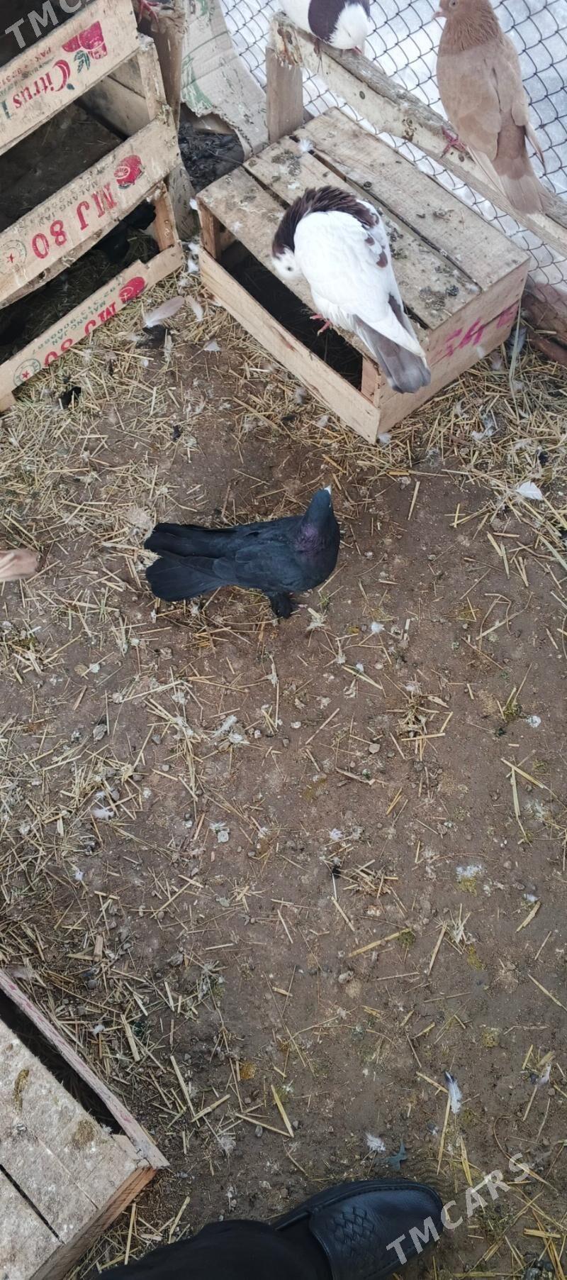 kepderi - Sakarçäge - img 1