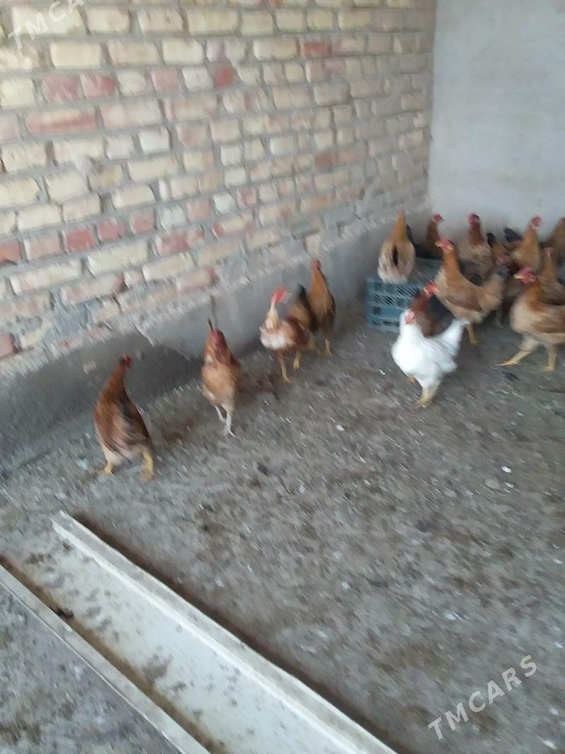 Towuk - Babadaýhan - img 1