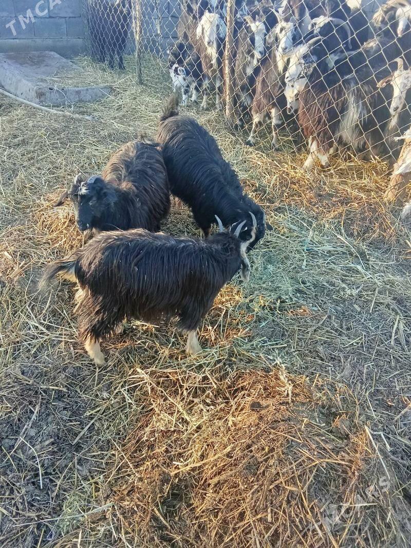 cebiş - Bäherden - img 1