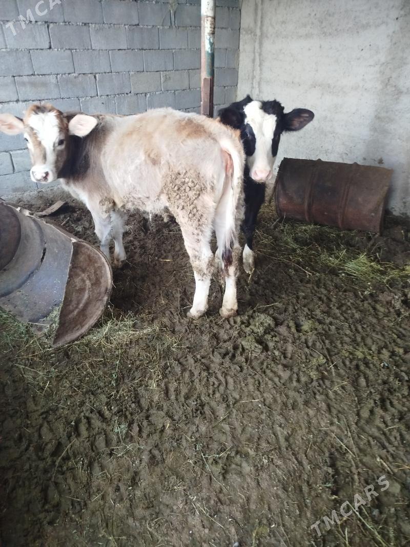 öküz tüwe - Гёкдепе - img 1