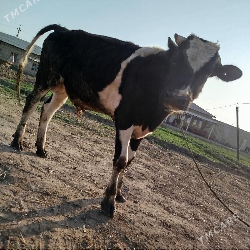 Okuz - Sakar - img 1