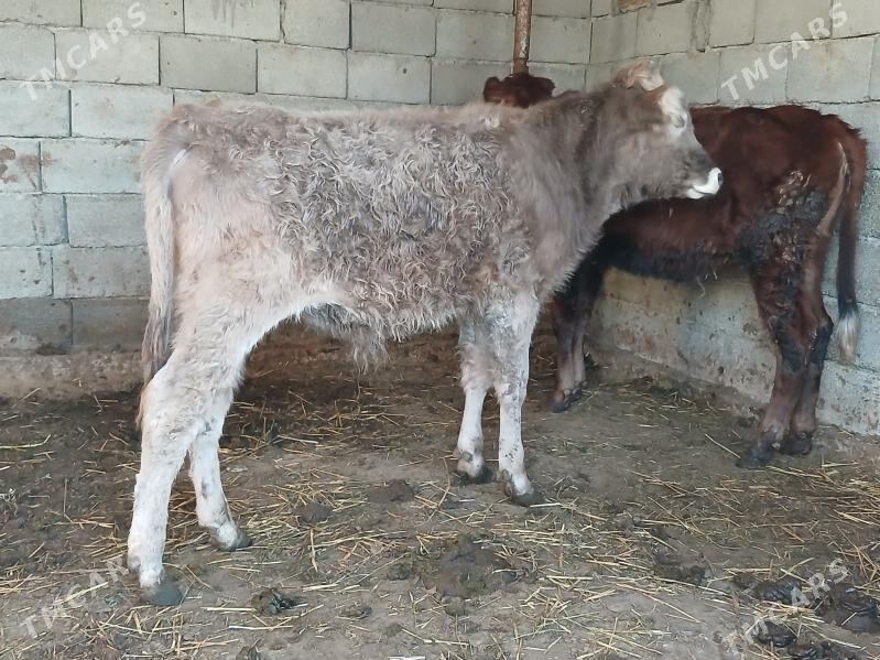 öküz tüwe - Gökdepe - img 1