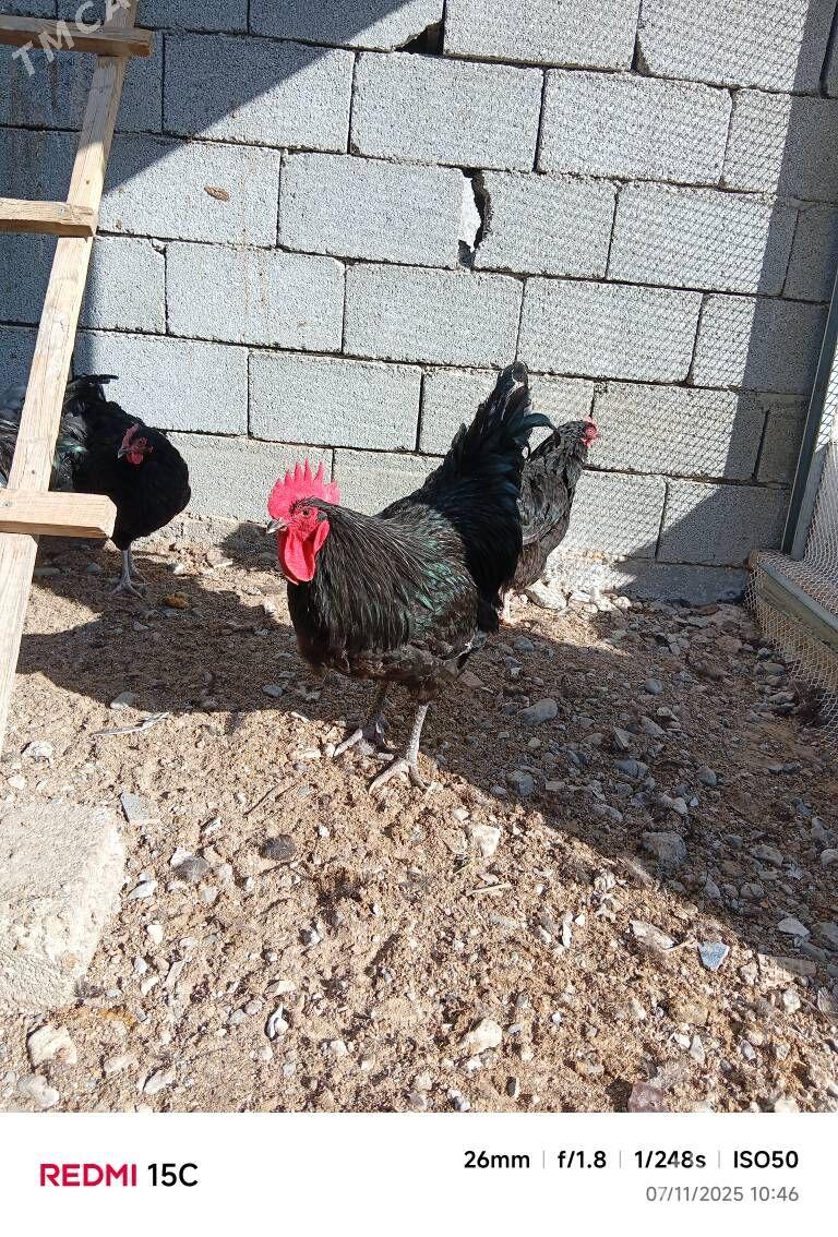 Yumurtga - Aşgabat - img 1