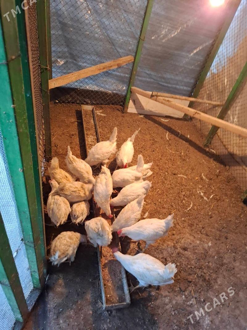 juyje - Багир - img 1