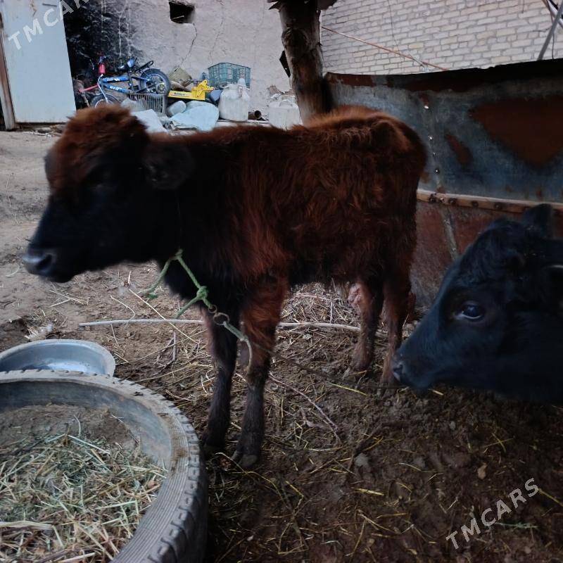 unajynlar - Çärjew - img 1