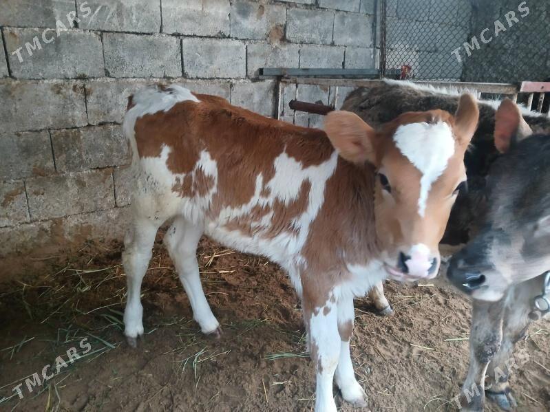 Gole tuwe simental - Aşgabat - img 1
