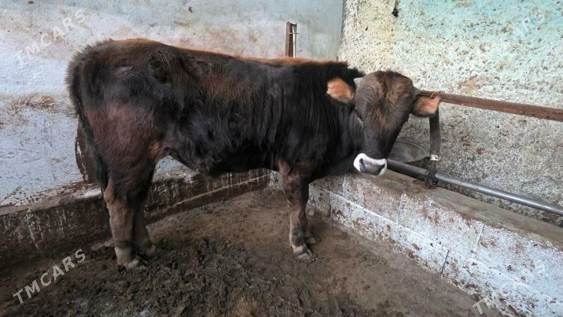 swes okuz - Hitrowka - img 1